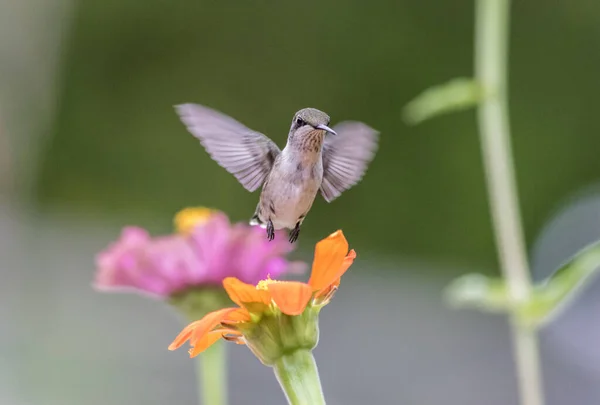 Rubinkehlchen Kolibri Weibchen Archilochus Colubris Auf Rosa Fließendem Grünem Hintergrund — Stockfoto