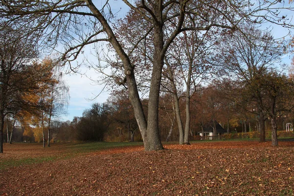 Красивый Осенний Пейзаж Парке — стоковое фото