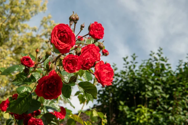 Een Closeup Shot Van Prachtige Bloeiende Rode Rozen Een Bush — Stockfoto