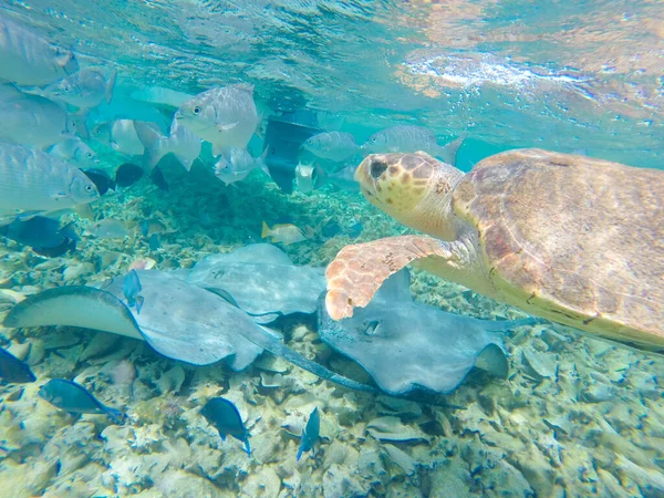 Hermoso Disparo Una Tortuga Marina Mundo Submarino —  Fotos de Stock