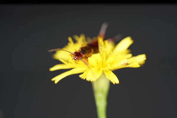 Eine Nahaufnahme Einer Löwenzahnblüte Mit Einem Darauf Hockenden Insekt — Stockfoto