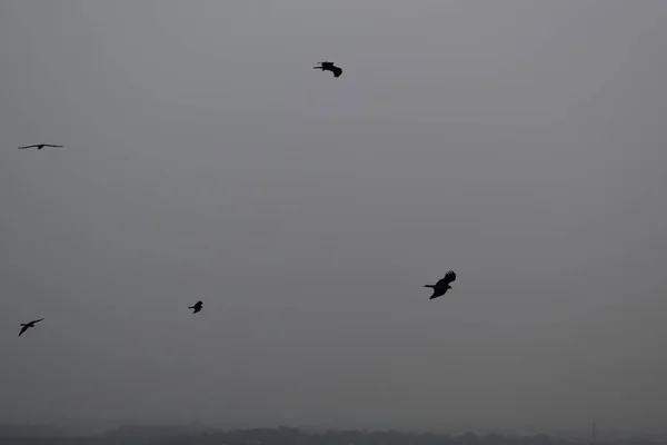 Tiro Baixo Ângulo Pássaros Voando — Fotografia de Stock