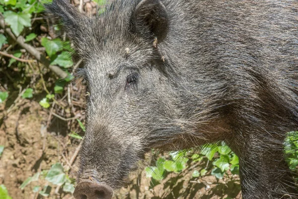 Nahaufnahme Eines Wildschweins Der Natur — Stockfoto