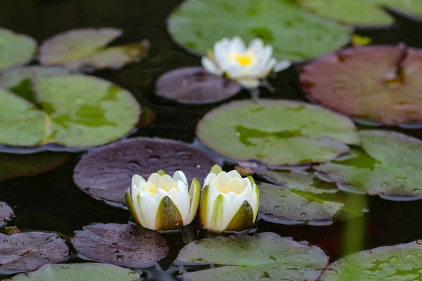 Closeup Shot Water Lily Pond Blurred Background — Stock Photo, Image