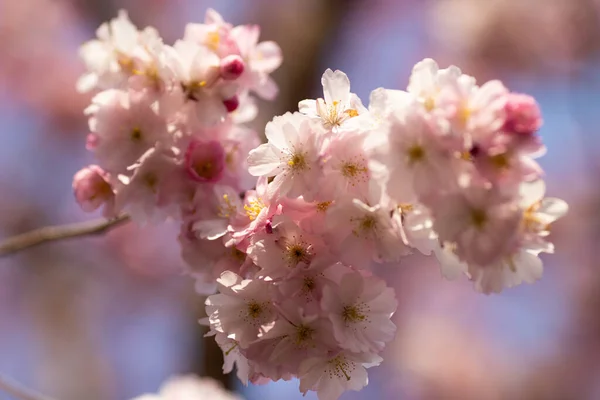 Tiro Close Belas Flores Cerejeira Primavera — Fotografia de Stock