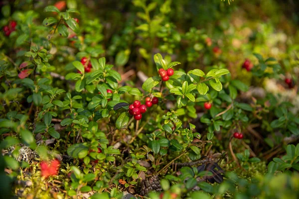 Detailní Záběr Lingonberry — Stock fotografie