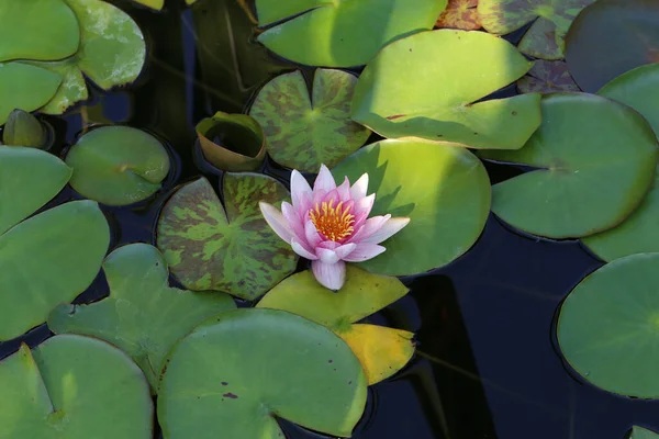 Shallow Focus Shot Beautiful Water Lily — Stock Photo, Image