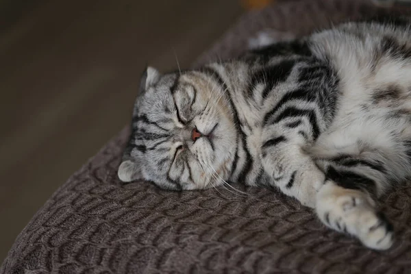 영국의 고양이가 침대에서 모습을 클로즈업 — 스톡 사진