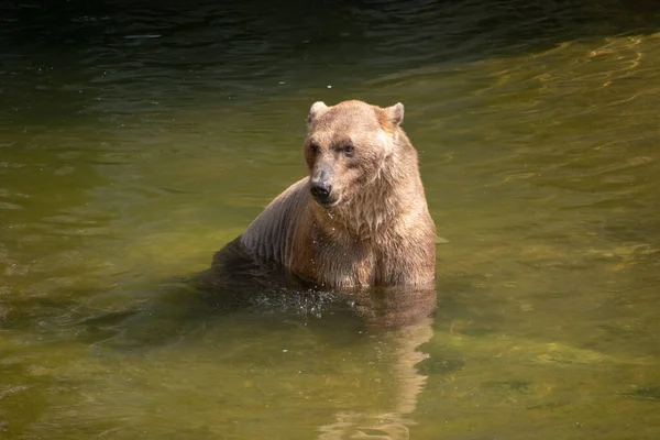 Tiro Perto Urso Jardim Zoológico Osnabruck Alemanha — Fotografia de Stock