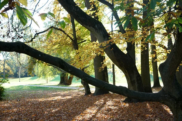 Piękny Widok Drzew Jesieni — Zdjęcie stockowe