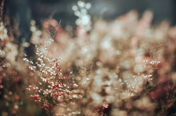 背景がぼやけているミルクウィードの花のクローズアップショット — ストック写真