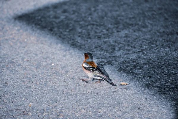 Uno Scatto Selettivo Uccellino Passeriforme Chiamato Fringuello Appollaiato Terra — Foto Stock