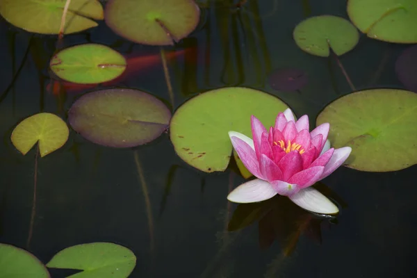 Nenúfar Rosado Rodeado Almohadillas Lirio Estanque — Foto de Stock