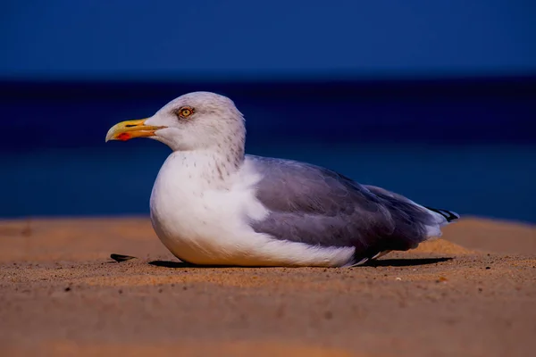 Primer Plano Una Gaviota Descansando Sobre Arena Con Fondo Borroso —  Fotos de Stock