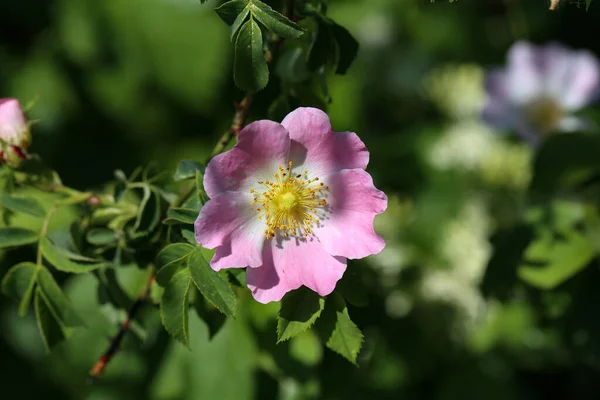 Een Closeup Shot Van Een Rozenbottel Bloem — Stockfoto