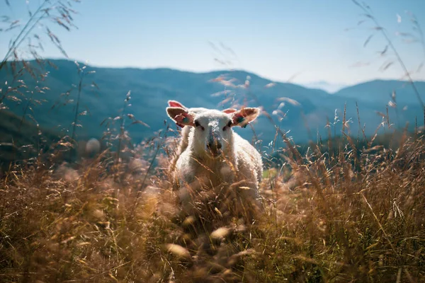 Een Selectieve Focus Shot Van Een Schaap Het Prachtige Veld — Stockfoto