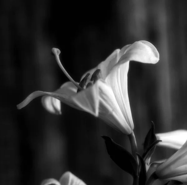 Uma Imagem Tons Cinza Lírio Calla Sobre Fundo Desfocado — Fotografia de Stock