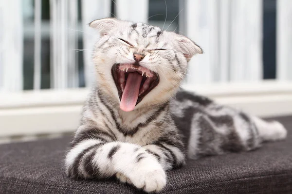 Nahaufnahme Einer Gähnenden Katze Die Auf Einem Sofa Liegt — Stockfoto