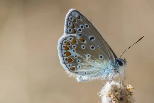 Una Macro Toma Una Hermosa Mariposa Sobre Diente León —  Fotos de Stock