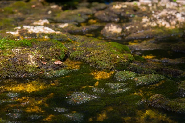 Nahaufnahme Eines Kleinen Baches Wald — Stockfoto