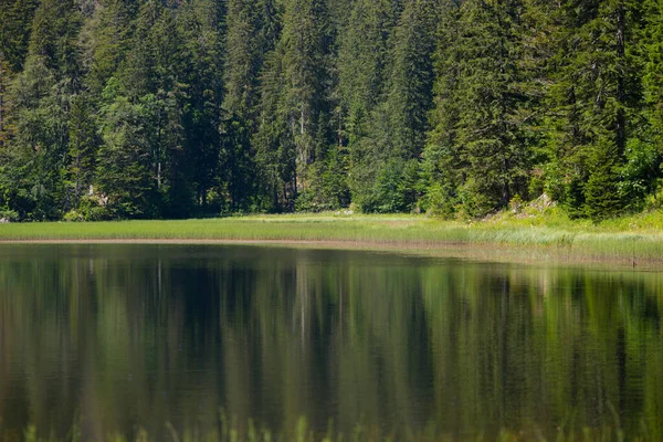 Beautiful Shot Lake Forest Stock Photo