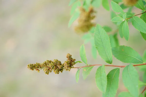 Een Close Van Bladeren Van Een Plant Overdag Gevangen — Stockfoto