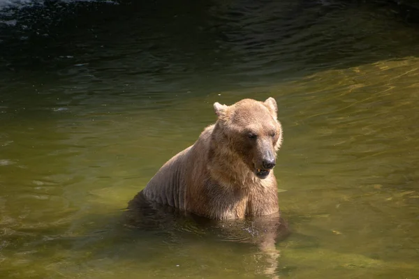 Tiro Alto Ângulo Urso Desfrutando Água Zoológico Osnabruck Alemanha — Fotografia de Stock