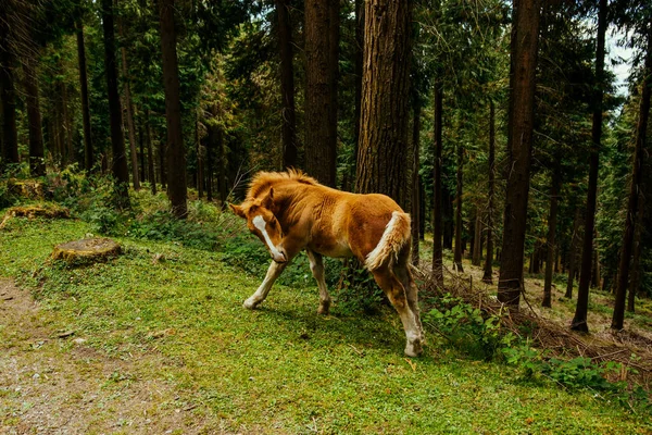 Eine Selektive Fokusaufnahme Eines Erstaunlichen Braunen Pferdes Baskenland Spanien — Stockfoto