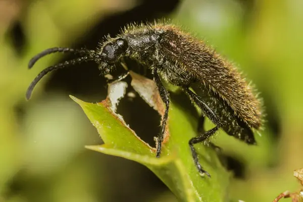 Tiro Macro Inseto Lagriinae Uma Folha — Fotografia de Stock