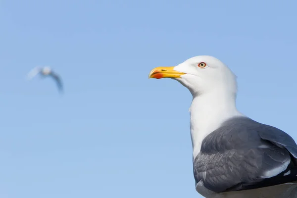 Tiro Perto Uma Gaivota — Fotografia de Stock