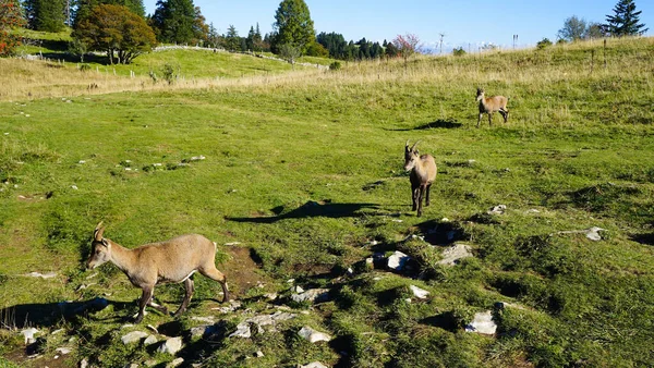 Tiro Perto Veados Campo — Fotografia de Stock