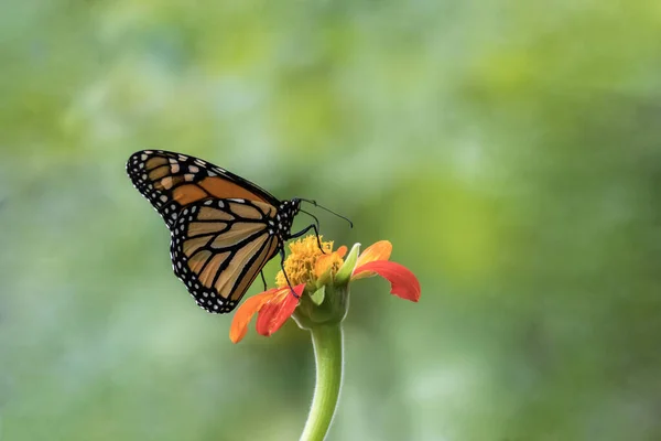 Monarch Butterfly Danaus Plexippuson Narancssárga Mexikói Napraforgó Tithonia Zöld Háttér — Stock Fotó