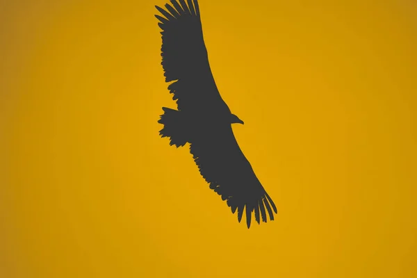 Die Silhouette Eines Vogels Auf Orangefarbenem Hintergrund — Stockfoto