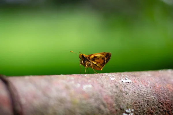 在户外绿色背景下的褐色蝴蝶的选择性聚焦镜头 — 图库照片