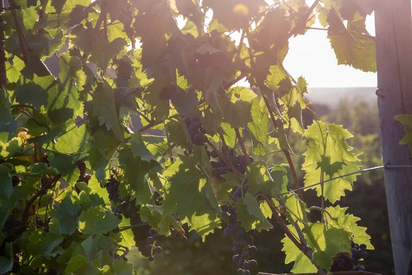 Nahaufnahme Eines Weinbergs Mit Reifen Trauben Die Einem Sonnigen Tag — Stockfoto