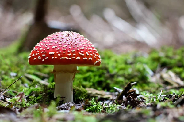 Zbliżenie Czerwonego Jadowitego Grzyba Amanita Muscaria Letnim Lesie — Zdjęcie stockowe