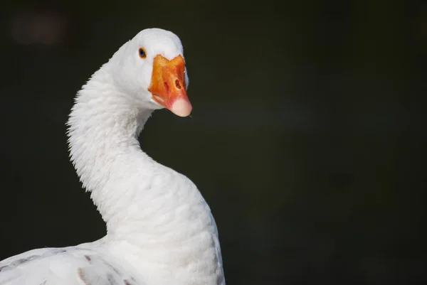 Detailní Záběr Husy Izolované Tmavém Pozadí — Stock fotografie