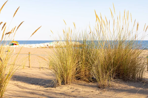 Eine Nahaufnahme Von Gras Strand — Stockfoto