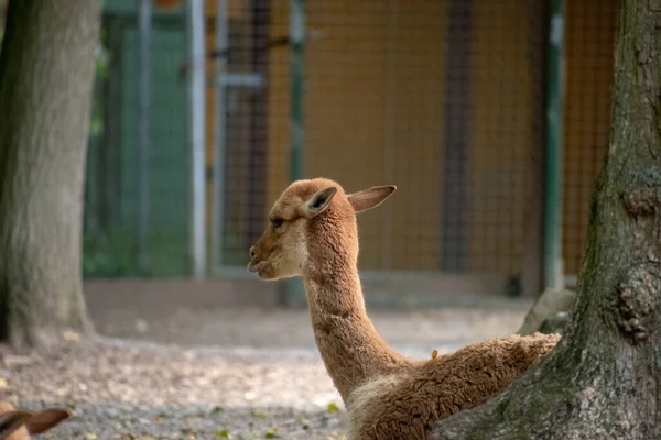 Graziosa Vicuna Accanto Albero — Foto Stock