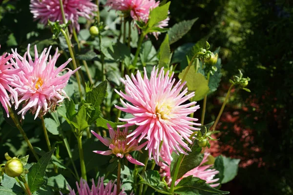 美しい花のクローズアップ Dahlia — ストック写真
