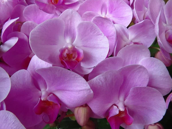 Closeup Gorgeous Orchid Flowers — Stock Photo, Image