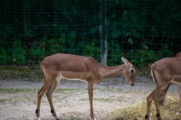 Selektivní Focení Jelenů Zoologické Zahrady Osnabruck Německu — Stock fotografie