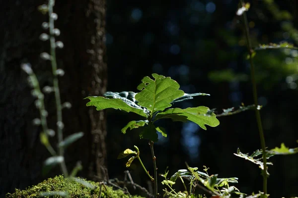 緑の葉を持つ植物のクローズアップショット — ストック写真