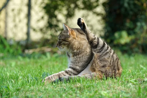 Симпатичний Кіт Сидить Траві Розтягує Ногу — стокове фото