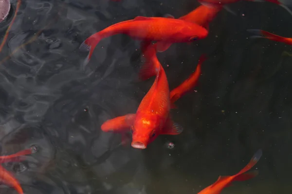 Sebuah Gambar Yang Indah Dari Ikan Mas Berenang Kolam Taman — Stok Foto