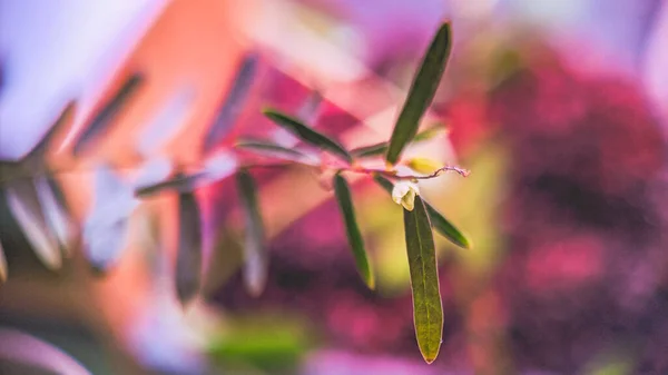 Une Mise Point Sélective Belles Petites Fleurs Avec Fond Flou — Photo