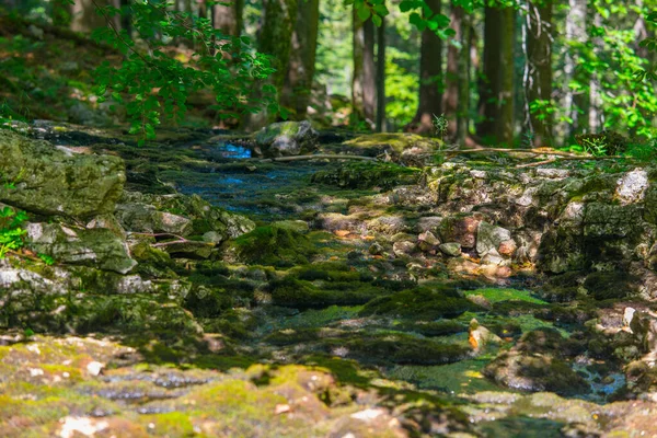 Zbliżenie Ujęcia Małego Potoku Lesie — Zdjęcie stockowe