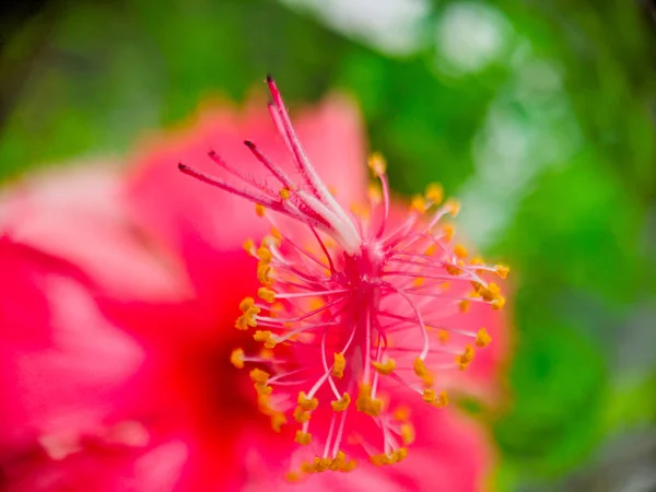 Close Belas Pétalas Flores Vermelhas Pólen Com Fundo Embaçado — Fotografia de Stock