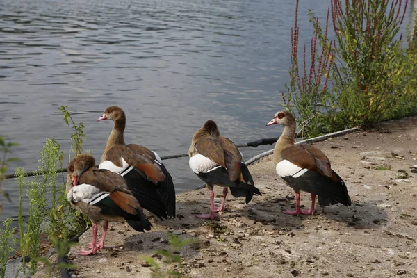 Group Egyptian Geese Riverbank — Stock Photo, Image