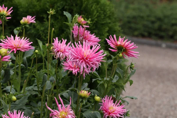 ピンクのダリアサボテンの花のクローズアップショット — ストック写真